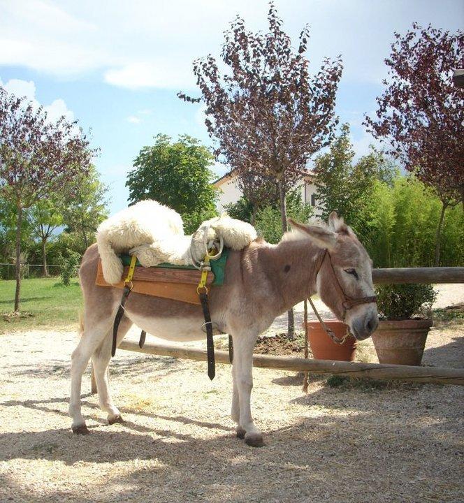Locanda Dell'Asino D'Oro Villa Sulmona Luaran gambar